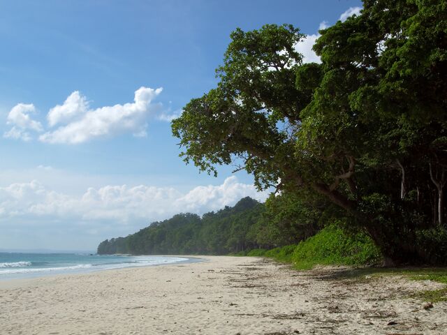 The long white sand of Radhanagar Beach on Havelock, backed by tall forest