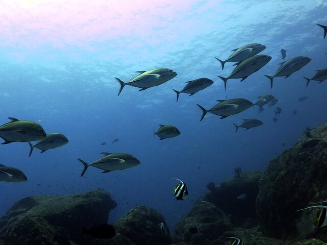 A shoal of bluefin trevally gliding over a reef in the Andaman Sea