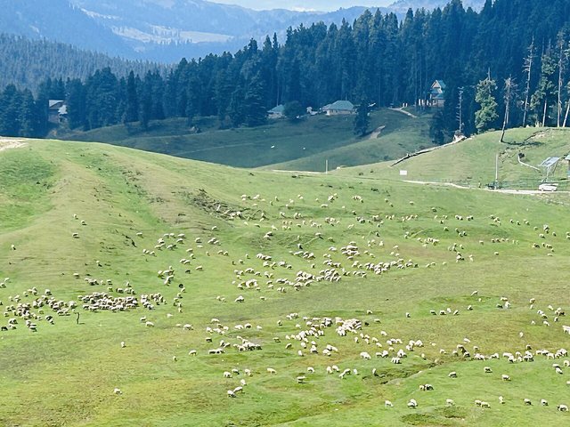 Sheep grazing on the green meadows of Gulmarg below the pine forest