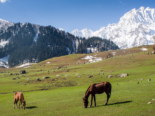 Horses grazing on a meadow at Sonmarg beneath snow-capped peaks